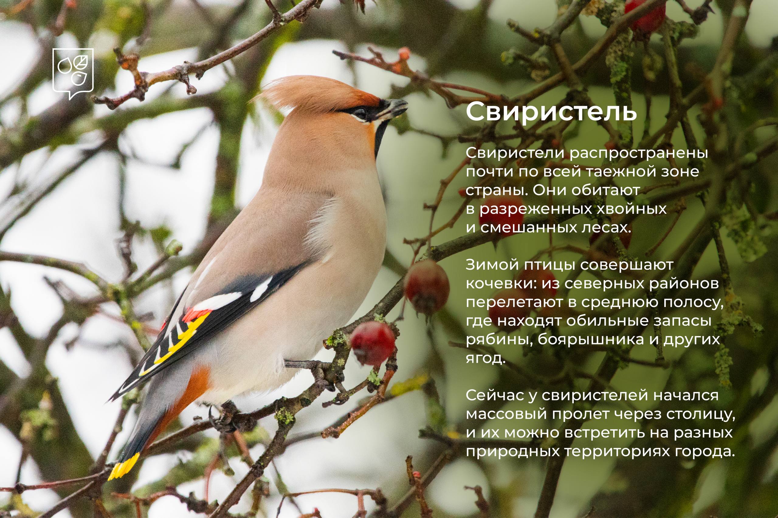 Зимние гости столицы: в Москву начали прилетать птицы из северных широт