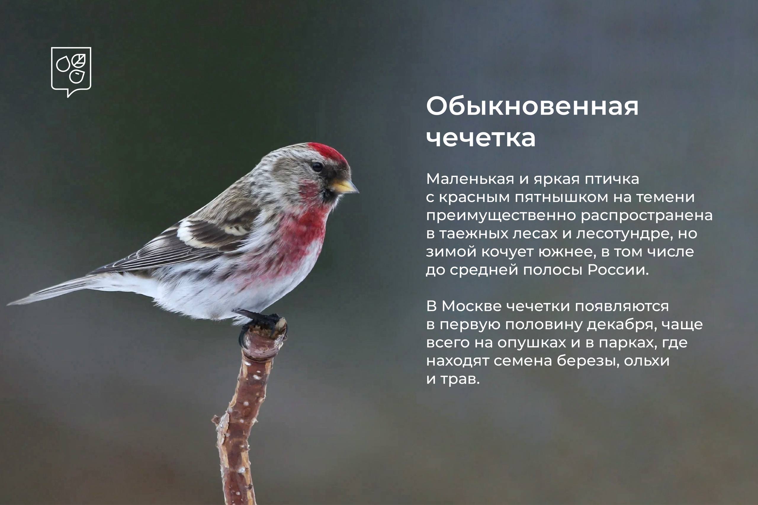 Зимние гости столицы: в Москву начали прилетать птицы из северных широт Зимние гости столицы: в Москву начали прилетать птицы из северных широт