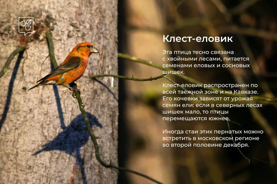 Зимние гости столицы: в Москву начали прилетать птицы из северных широт Зимние гости столицы: в Москву начали прилетать птицы из северных широт