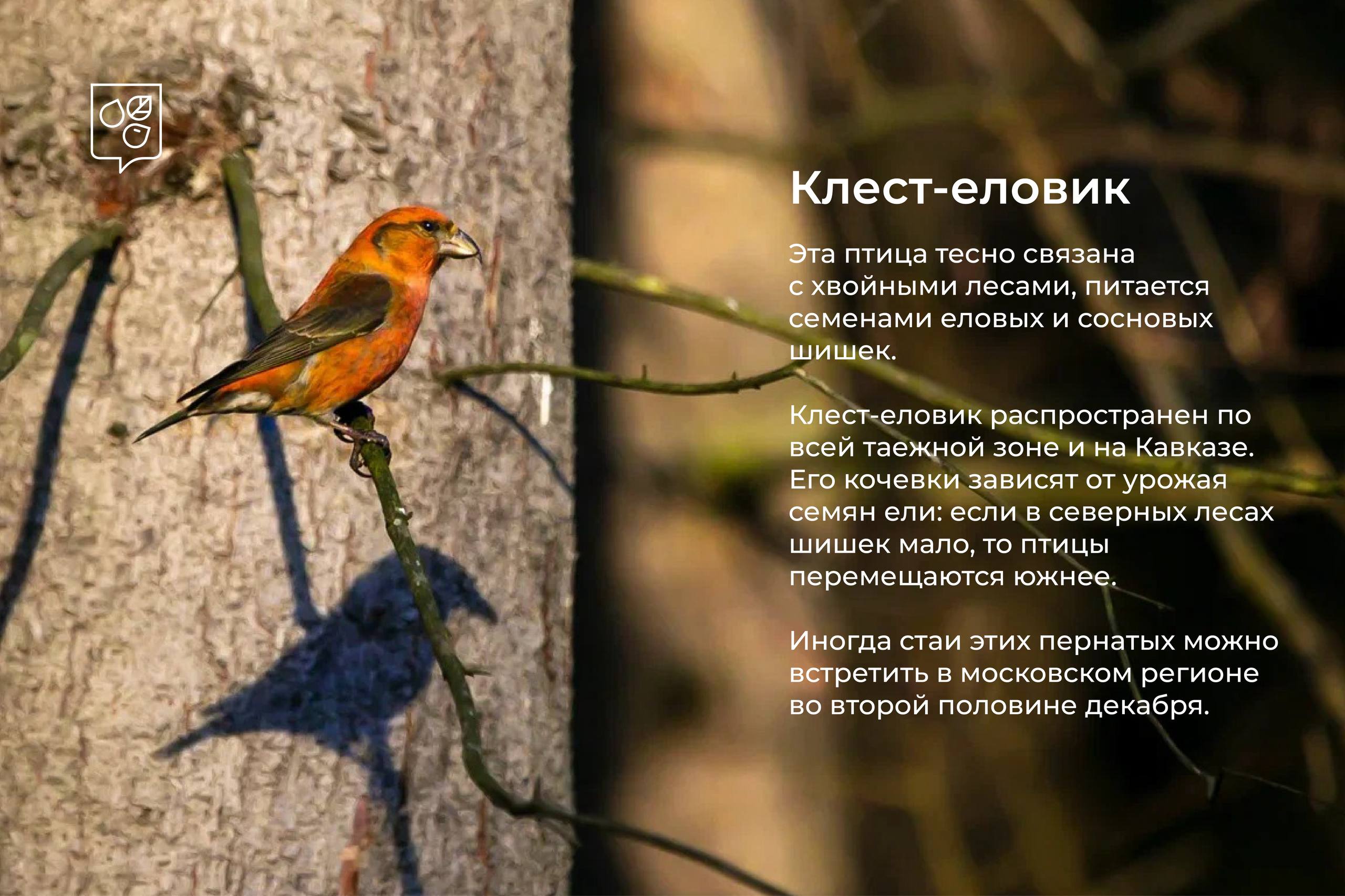 Зимние гости столицы: в Москву начали прилетать птицы из северных широт Зимние гости столицы: в Москву начали прилетать птицы из северных широт