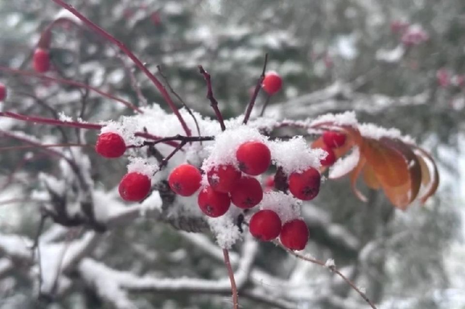 Первый снег выпадет в Москве 11 ноября — синоптик Ильин