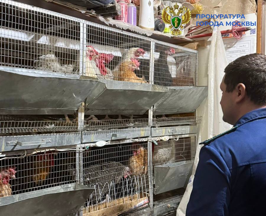 Прокуроры спасли лисенка Нильса Прокуроры спасли лисенка Нильса