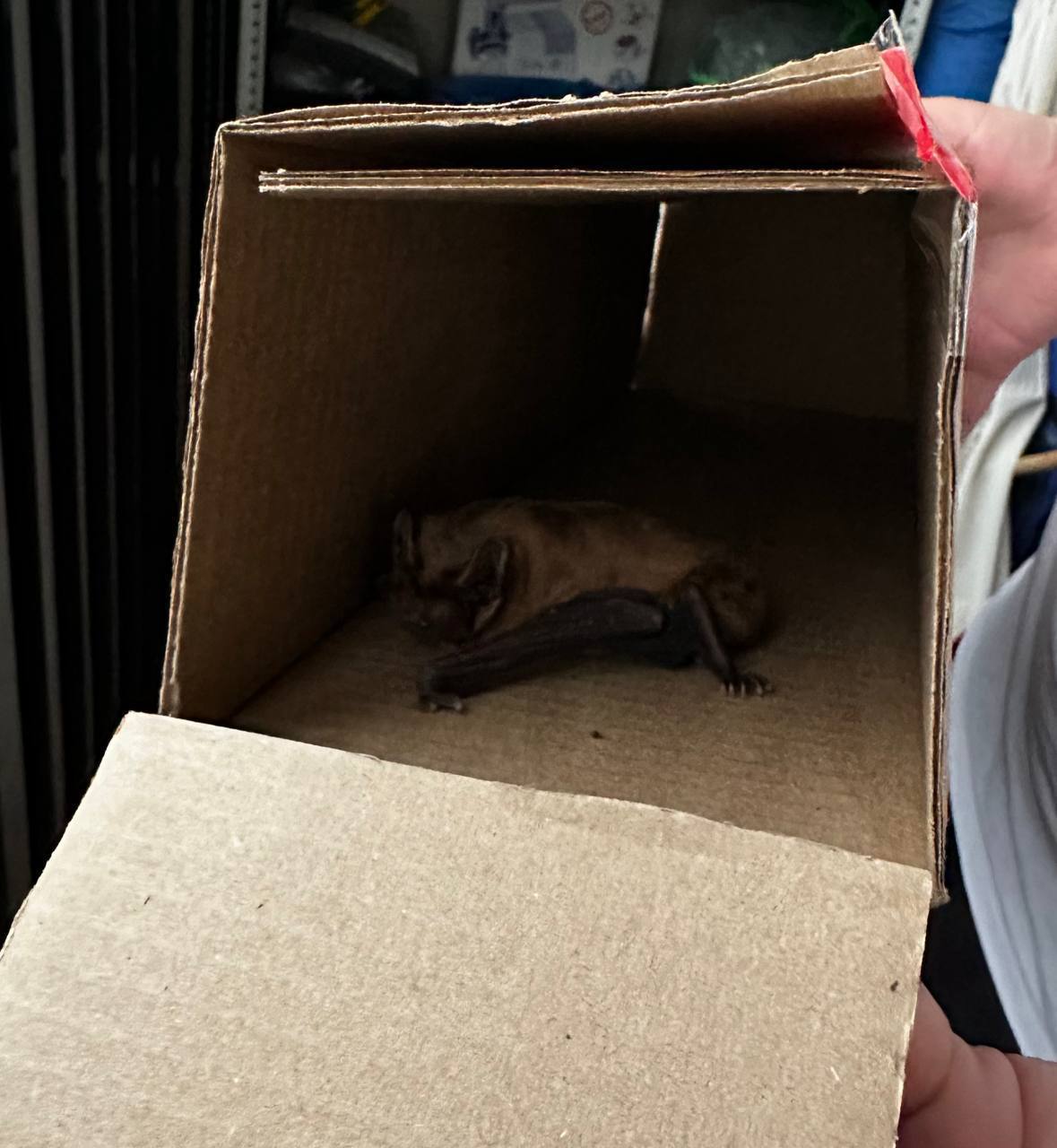 Внимательно осматривайте авто перед поездкой, ведь на колесе может уснуть… летучая мышь Внимательно осматривайте авто перед поездкой, ведь на колесе может уснуть… летучая мышь