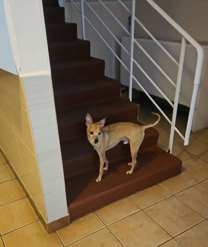 История этого маленького беззащитного пёселя напоминает сюжет фильма про Хатико, вот только финал предстоит написать вам! История этого маленького беззащитного пёселя напоминает сюжет фильма про Хатико, вот только финал предстоит написать вам!