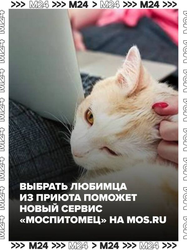 Обязательную регистрацию домашних животных предложили ввести в Российской кинологической службе