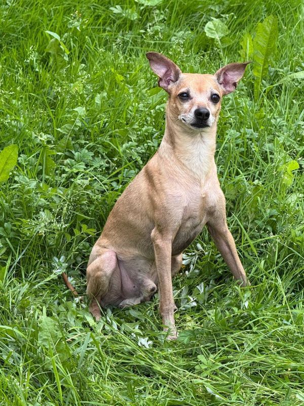 История этого маленького беззащитного пёселя напоминает сюжет фильма про Хатико, вот только финал предстоит написать вам!