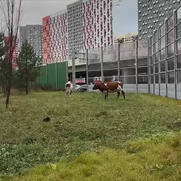 Пасущихся коров заметили у метро в Москве