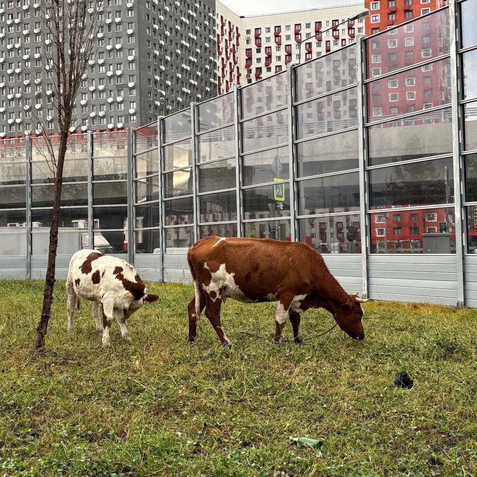 Пасущихся коров заметили у метро в Москве Пасущихся коров заметили у метро в Москве