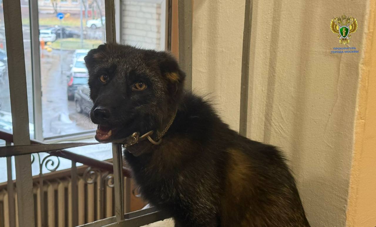 Прокуроры спасли лисенка Нильса Прокуроры спасли лисенка Нильса