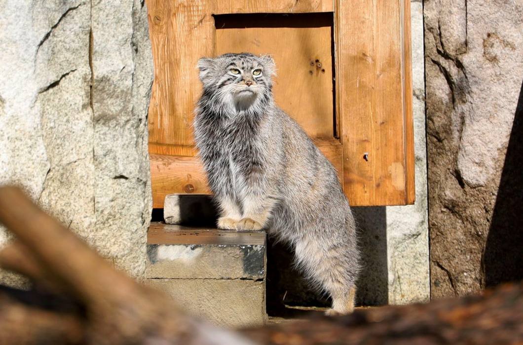А вы знаете, почему для манула так важна зажировка? Московский зоопарк и «Активный гражданин» запустили викторину с вопросами о повадках пушистого героя трансляций на zoo.mos.ru А вы знаете, почему для манула так важна зажировка? Московский зоопарк и «Активный гражданин» запустили викторину с вопросами о повадках пушистого героя трансляций на zoo.mos.ru