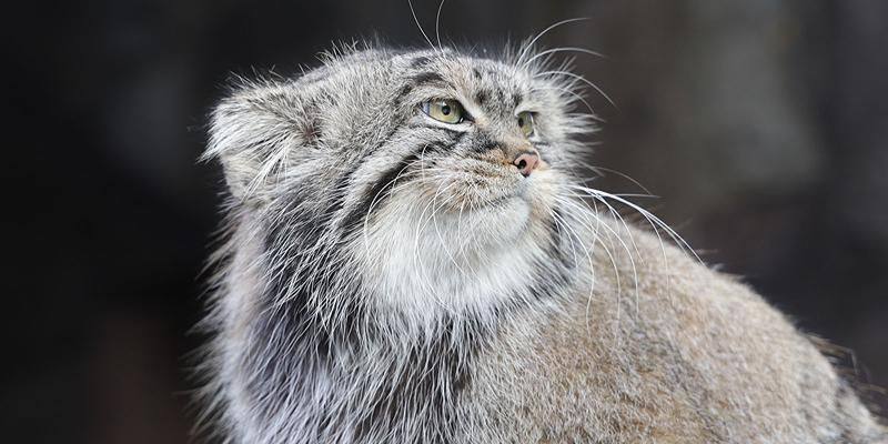 А вы знаете, почему для манула так важна зажировка? Московский зоопарк и «Активный гражданин» запустили викторину с вопросами о повадках пушистого героя трансляций на zoo.mos.ru