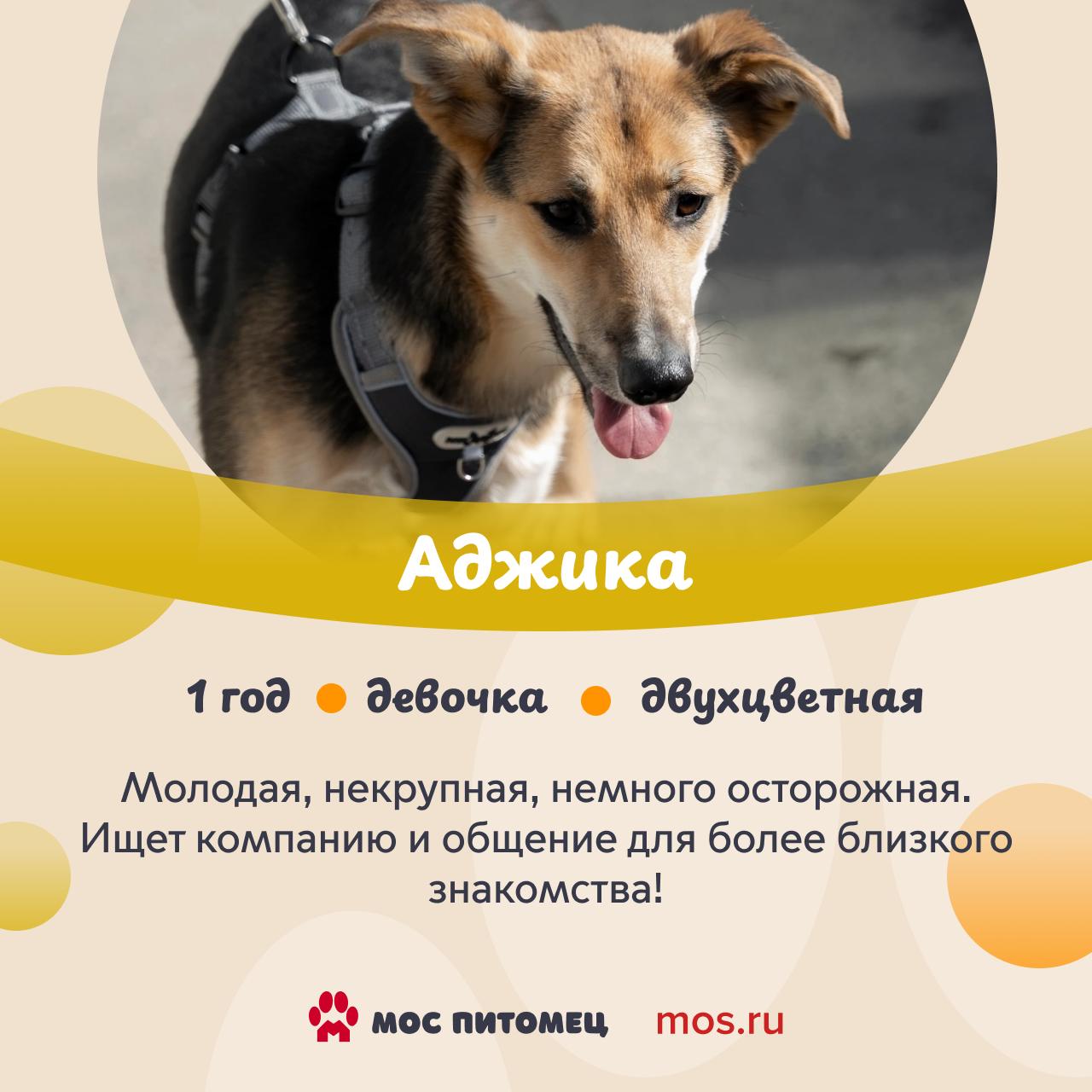 В городских приютах обитают собаки с самыми разными именами В городских приютах обитают собаки с самыми разными именами