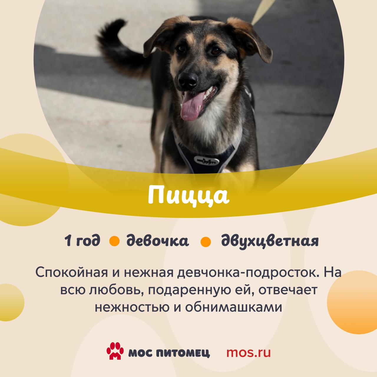 В городских приютах обитают собаки с самыми разными именами В городских приютах обитают собаки с самыми разными именами