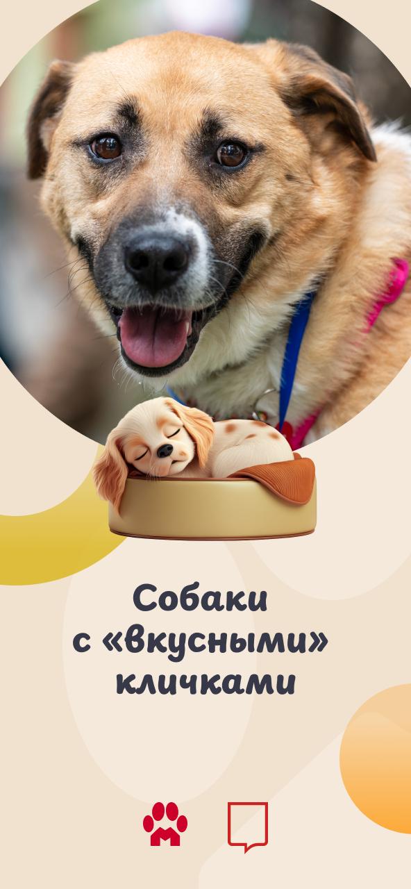 В городских приютах обитают собаки с самыми разными именами