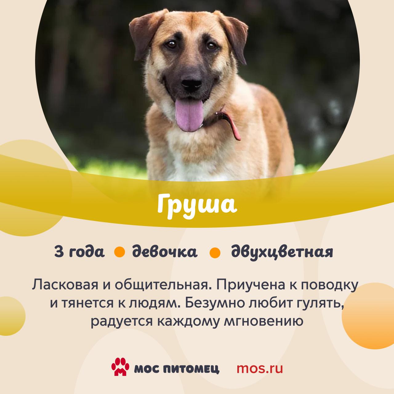 В городских приютах обитают собаки с самыми разными именами В городских приютах обитают собаки с самыми разными именами