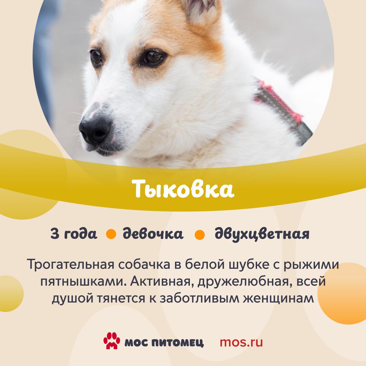 В городских приютах обитают собаки с самыми разными именами В городских приютах обитают собаки с самыми разными именами