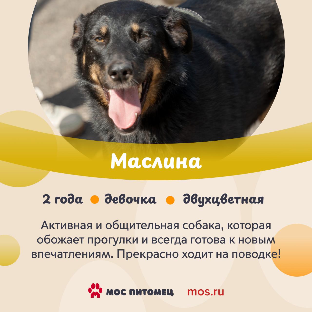 В городских приютах обитают собаки с самыми разными именами В городских приютах обитают собаки с самыми разными именами