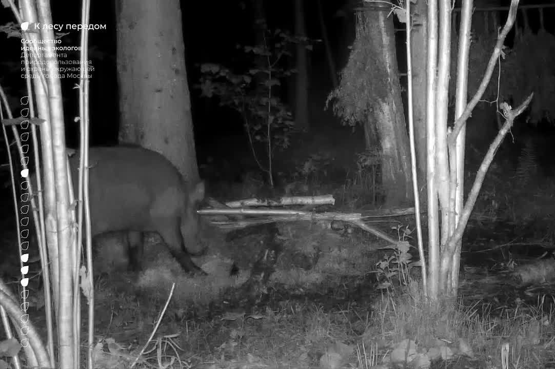 Осенние страсти закипают в лесах: у кабанов начался гон