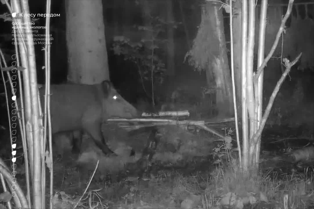 Москвичей просят быть осторожнее в парках и лесах — у кабанов начался гон