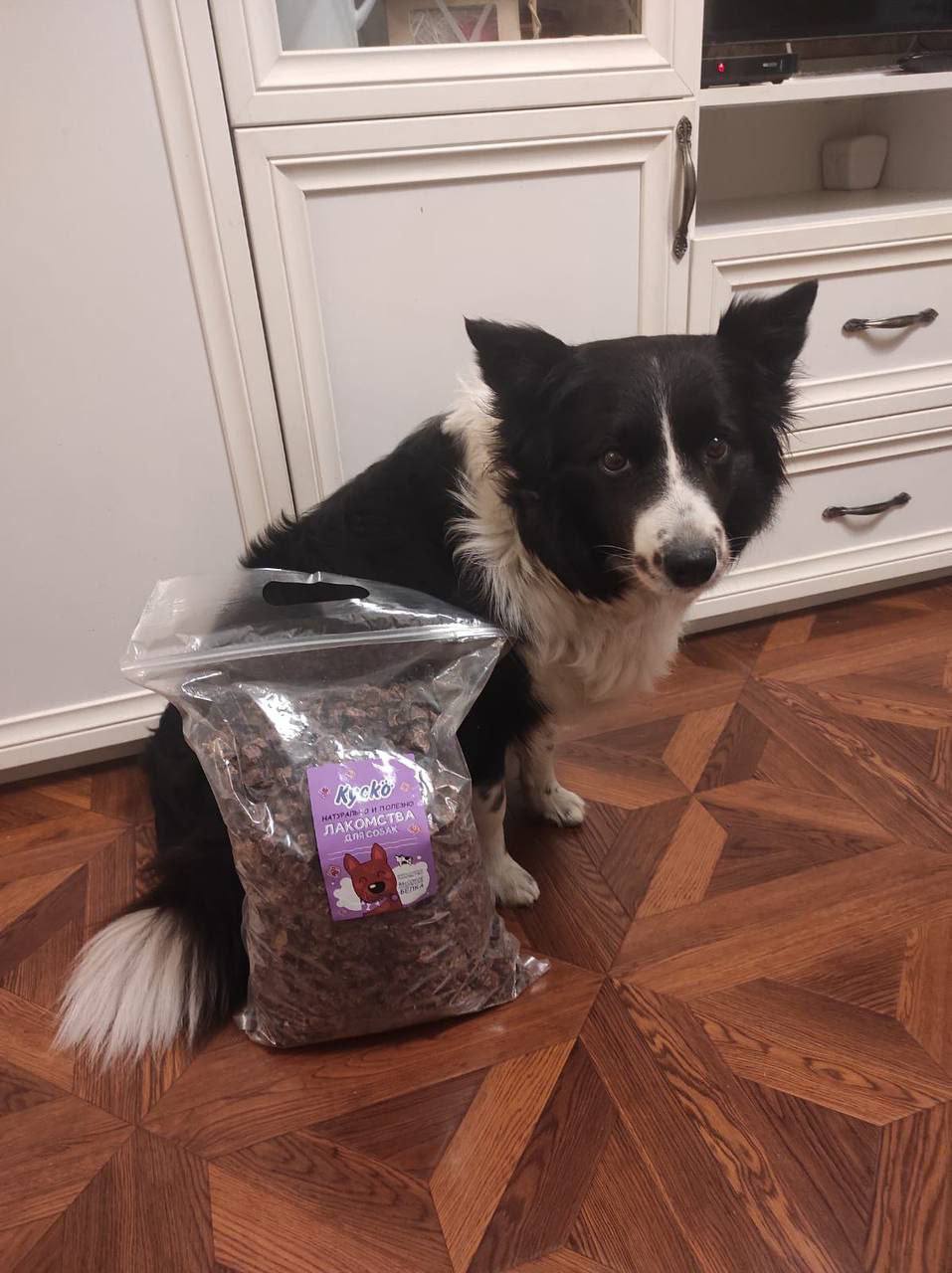 Бордер-колли Симу похитили посреди дня в Щербинке: некий мужчина увёз собаку в неизвестном направлении, утверждают очевидцы Бордер-колли Симу похитили посреди дня в Щербинке: некий мужчина увёз собаку в неизвестном направлении, утверждают очевидцы