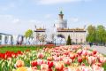 Около полумиллиона луковичных растений высадят на территории ВДНХ