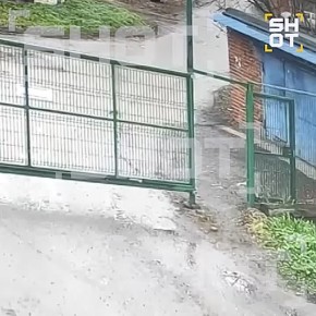 До 7,5 года грозит жителю Подмосковья, который крал и убивал собак местных жителей, чтобы продавать мясо животных в рестораны