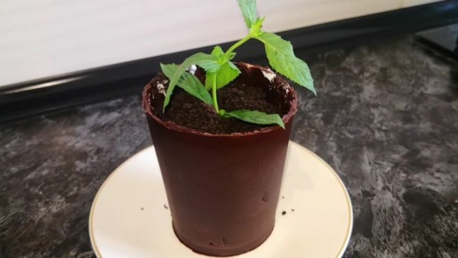 Десерт как в ресторане с минимумом усилий: гости будут в восторге