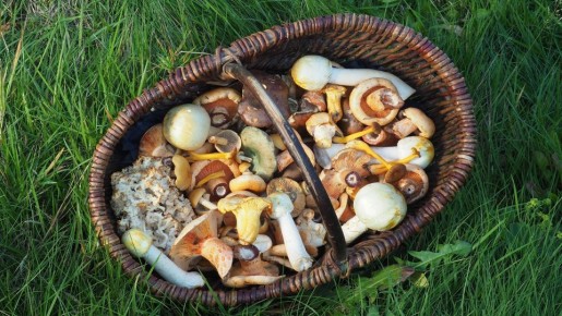 При таких симптомах срочно бегите в больницу, если накануне лакомились лесными грибами