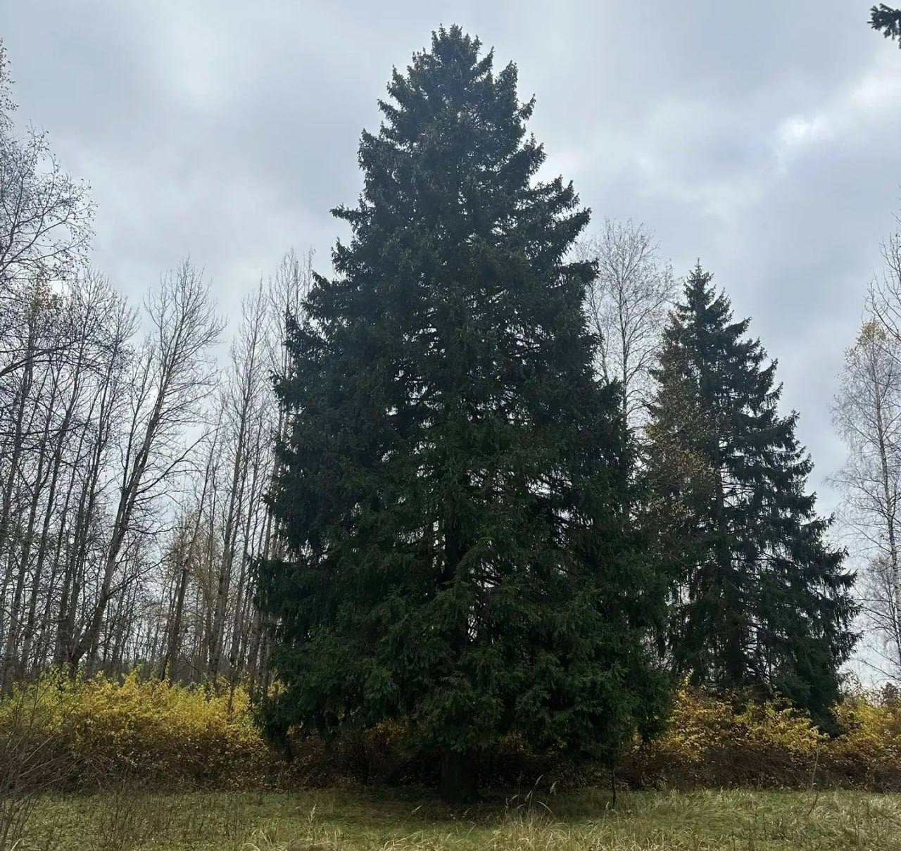 Главную новогоднюю елку России выбрали в Подмосковье