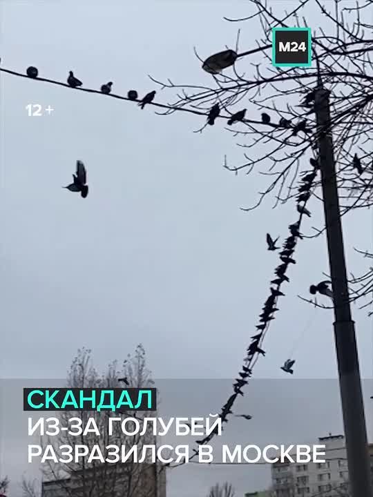 Голуби раздора поделили жителей Бирюлёвской улицы на два враждующих лагеря