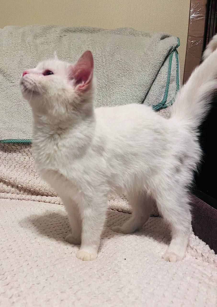 Вот такая красота осталась бесхозной в Москве и скоро будем вынуждены возвращать его в Донецк из Москвы Вот такая красота осталась бесхозной в Москве и скоро будем вынуждены возвращать его в Донецк из Москвы