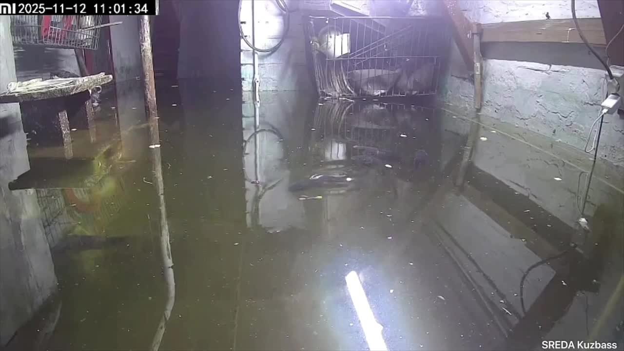 Жительница Кемеровской области завела карпов… в затопленном подвале