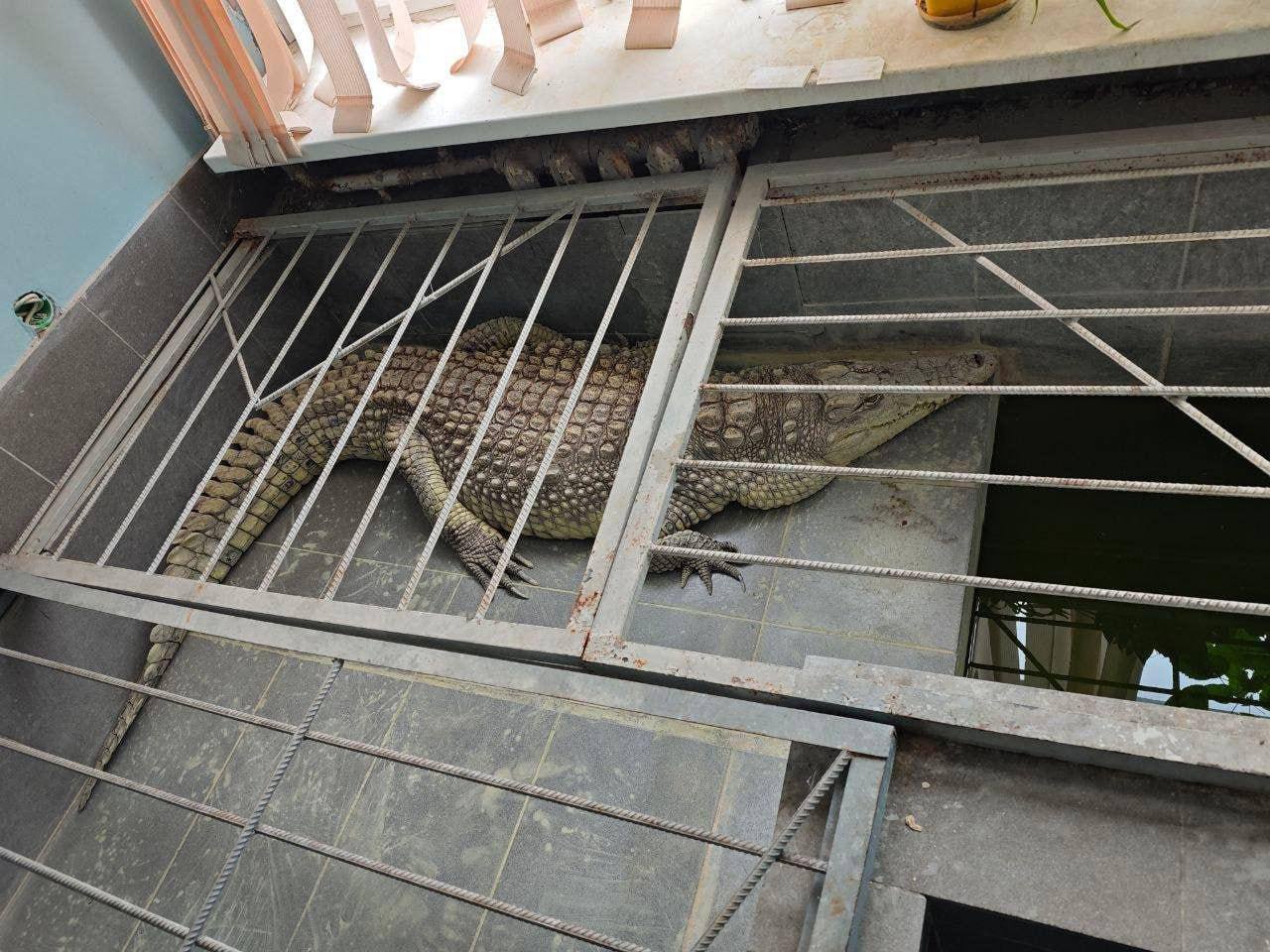 Самый несчастный крокодил России живёт в студии обнинского телеканала — его держат там уже 25 лет Самый несчастный крокодил России живёт в студии обнинского телеканала — его держат там уже 25 лет