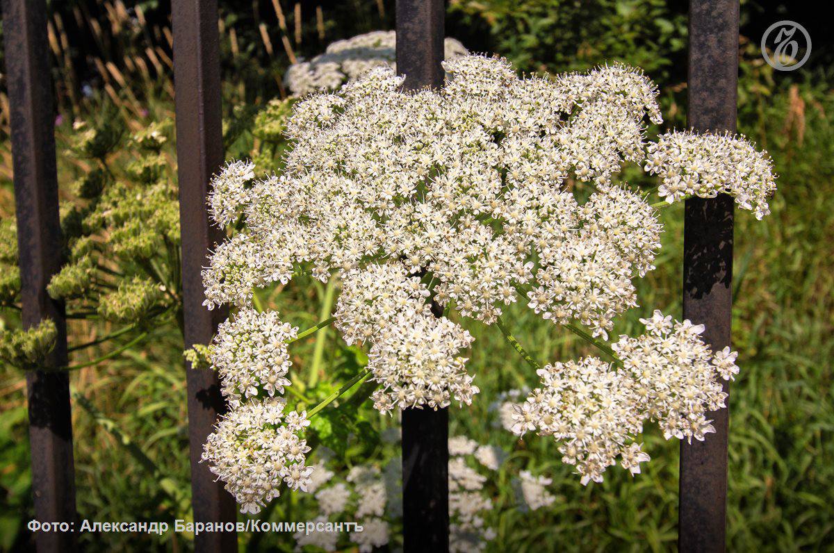 В ближайшие 10 лет в Москве вырубят все ясенелистные клены, заявила руководитель столичного департамента природопользования Юлия Урожаева