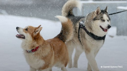 Снег с дождем ожидается в Москве и Московской области в субботу, сообщили ТАСС в Гидрометцентре РФ