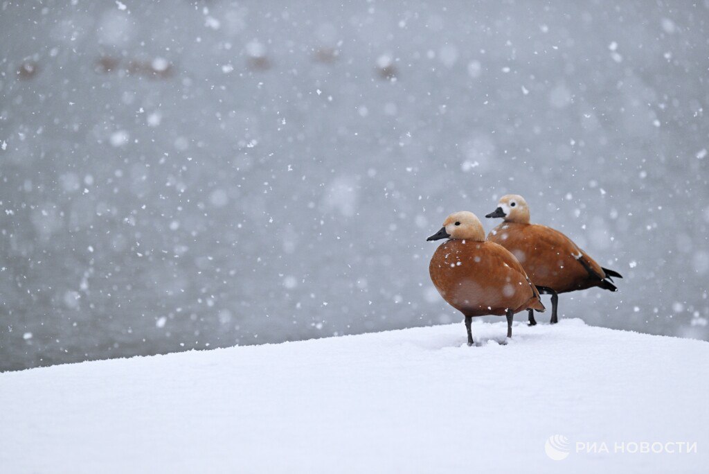Первый снег выпадет в Москве в эти выходные