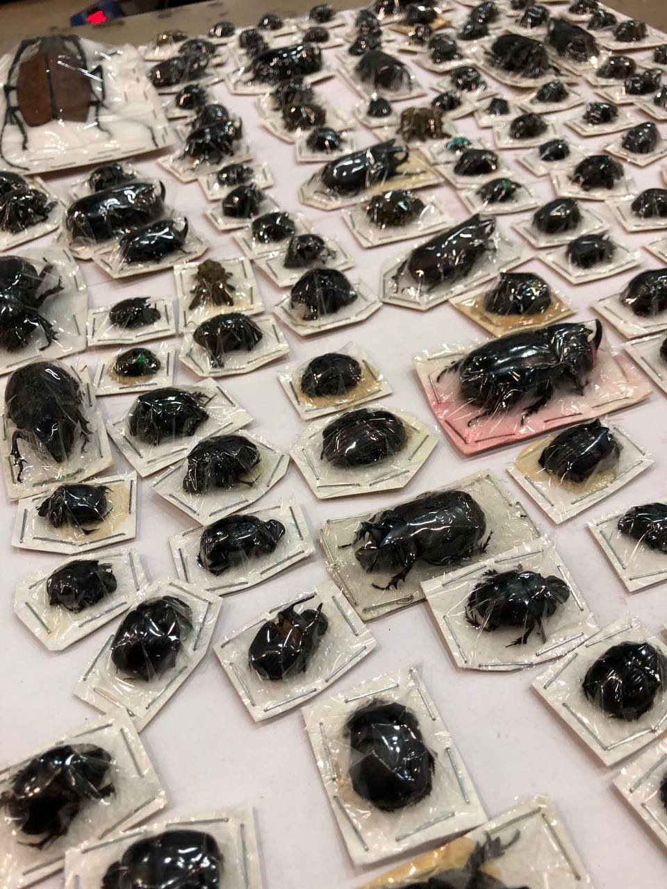 Сотрудники Центральной почтовой таможни в Москве обнаружили 200 высушенных экзотических жуков в посылках из Перу