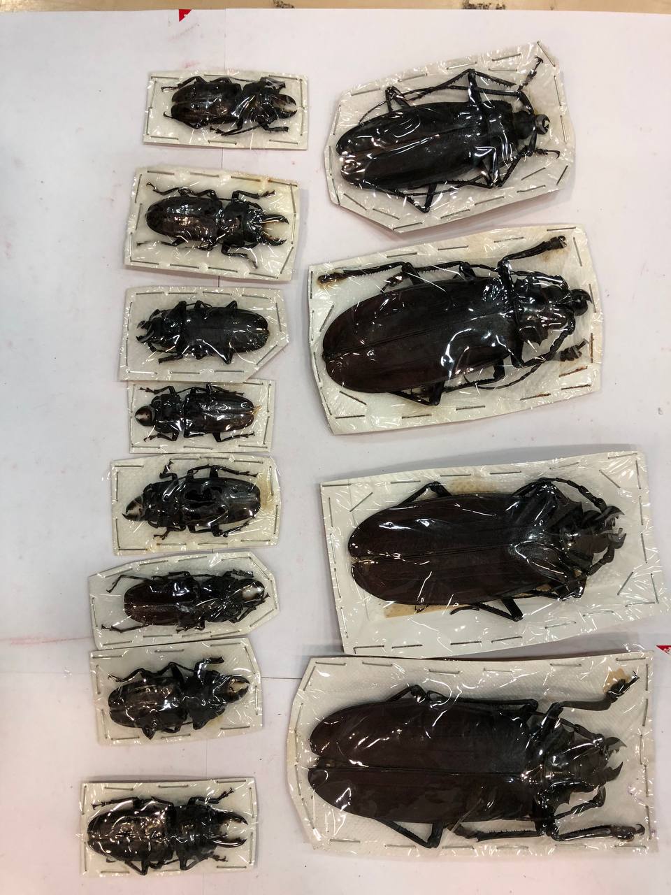 Коллекция гигантских насекомых задержана в Москве на Центральном почтовом пункте таможни