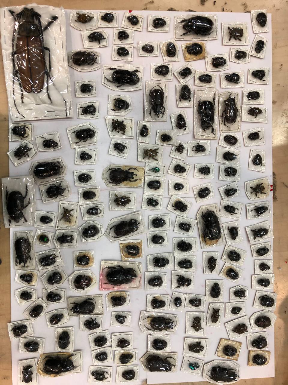 Коллекция гигантских насекомых задержана в Москве на Центральном почтовом пункте таможни Коллекция гигантских насекомых задержана в Москве на Центральном почтовом пункте таможни