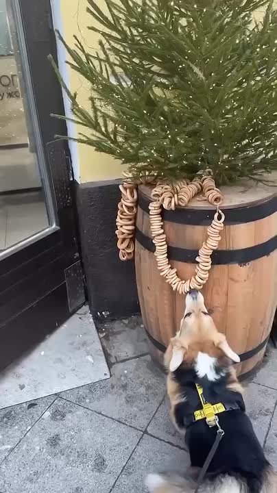 Собака оценила новогоднее оформление одного из заведений на Покровке и без спроса угостилась баранкой