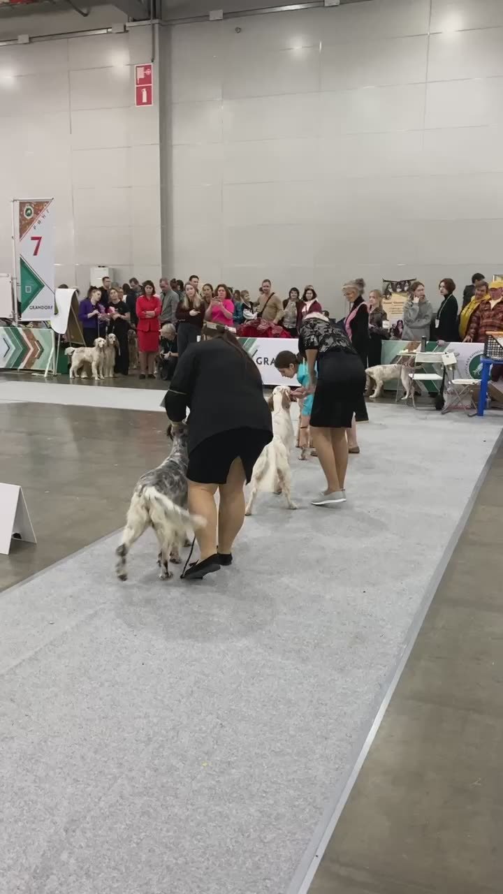 Такое вам нужно: в «Крокус Экспо» в эти выходные показывают пёселей со всех уголков мира, даже очень редких пород