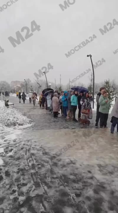 Снег, ветер — самое время постоять в очереди за… саженцами!