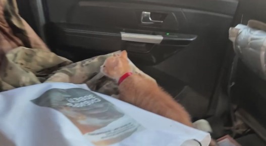 Анна Долгарева: Безумный Макс. Дорога мявости