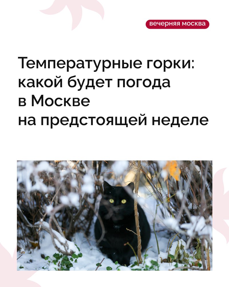 Не успели насладиться первым снегом, как погода решила сменить настроение