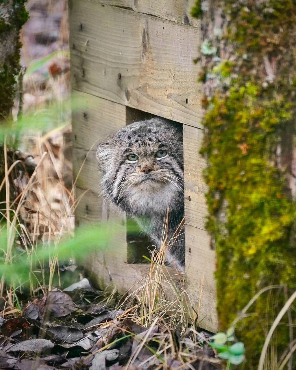 На вас смотрит манул Бабник из Центра воспроизводства редких видов животных Московского зоопарка