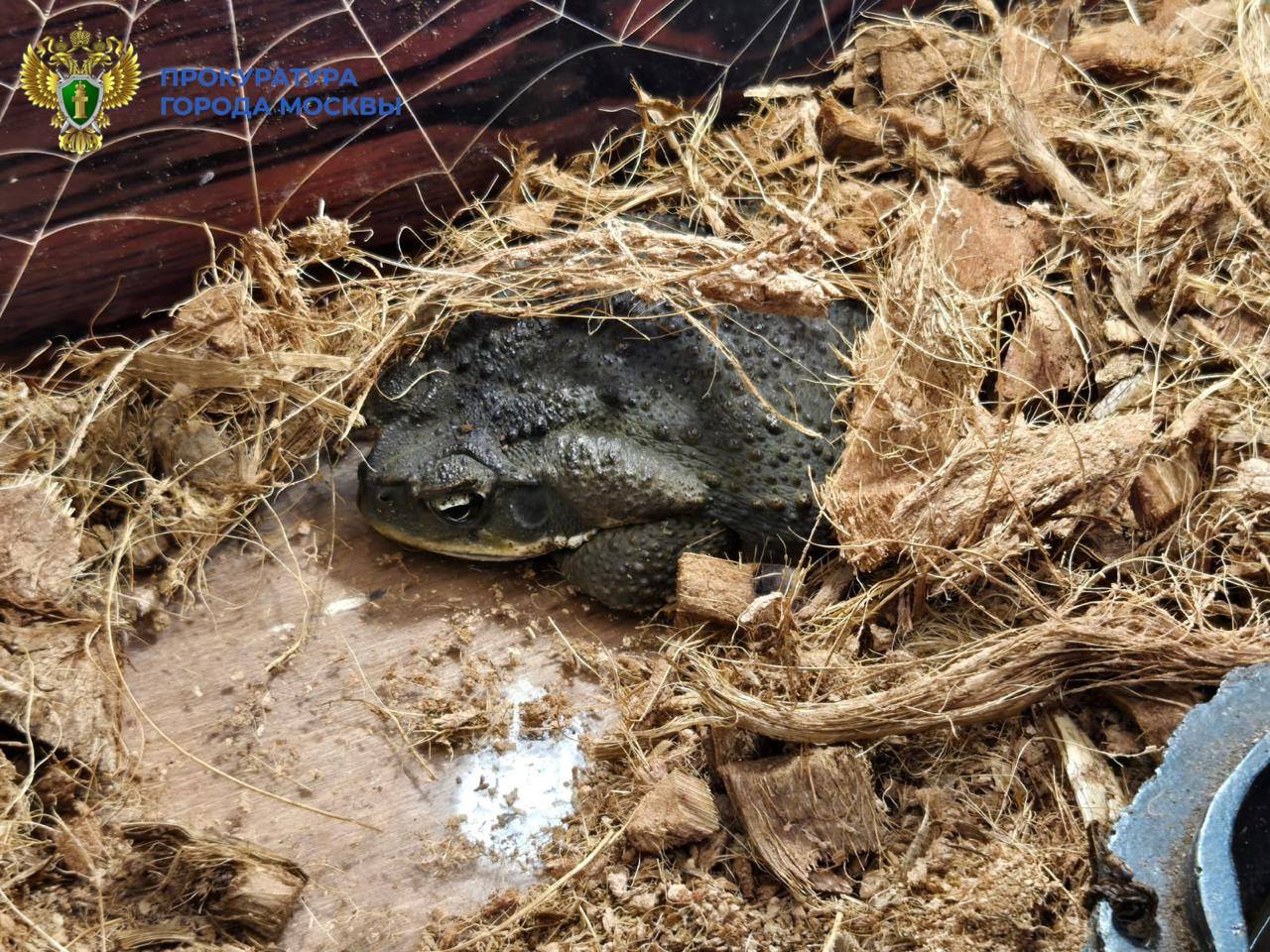 В Москве мужчина незаконно устроил выставку животных, занесенных в Красную книгу России, сообщает прокуратура города В Москве мужчина незаконно устроил выставку животных, занесенных в Красную книгу России, сообщает прокуратура города