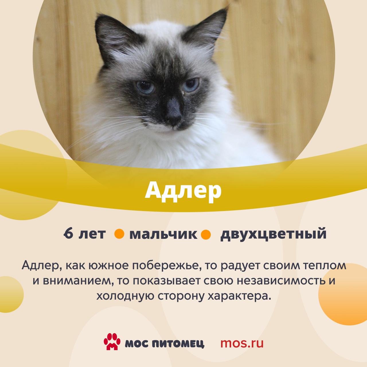 От такой красоты оторваться невозможно! В городских приютах живет множество завораживающих котов и кошек От такой красоты оторваться невозможно! В городских приютах живет множество завораживающих котов и кошек