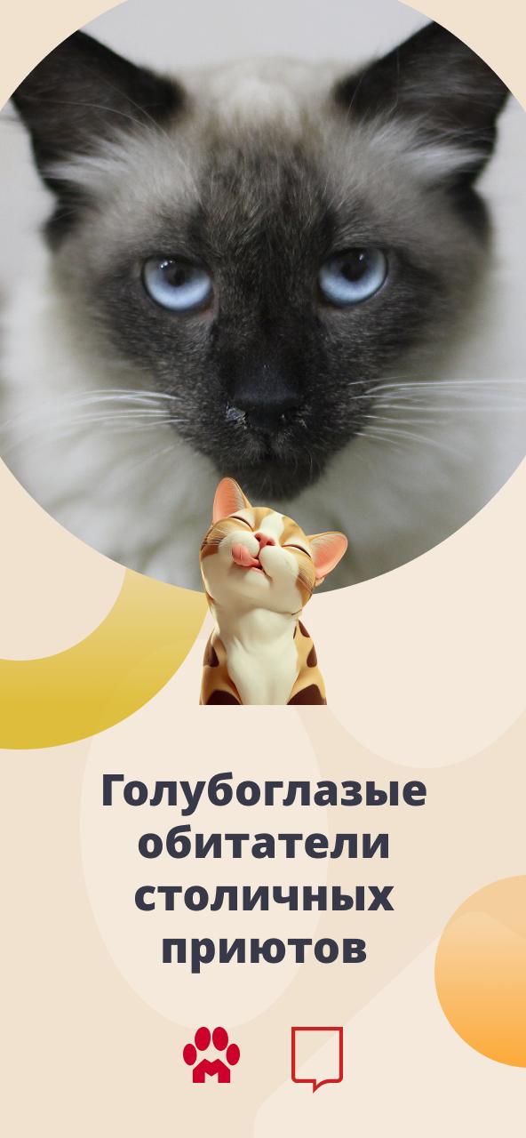 От такой красоты оторваться невозможно! В городских приютах живет множество завораживающих котов и кошек