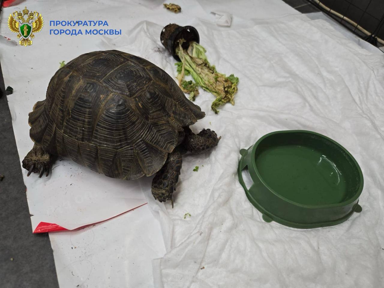 В Москве мужчина незаконно устроил выставку животных, занесенных в Красную книгу России, сообщает прокуратура города В Москве мужчина незаконно устроил выставку животных, занесенных в Красную книгу России, сообщает прокуратура города