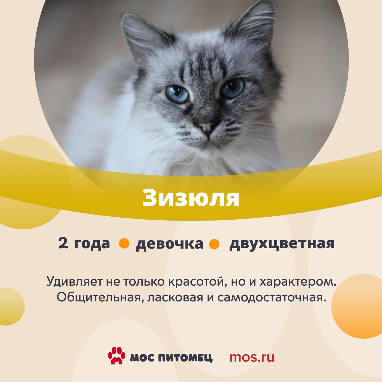 От такой красоты оторваться невозможно! В городских приютах живет множество завораживающих котов и кошек От такой красоты оторваться невозможно! В городских приютах живет множество завораживающих котов и кошек